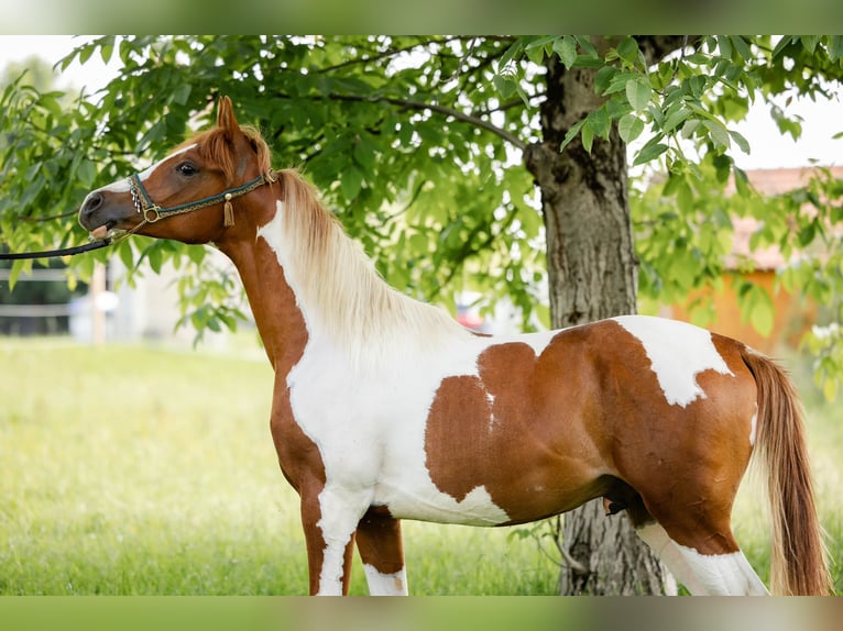 Arabian Partbred Stallion 1 year 15,1 hh Tobiano-all-colors in Ternitz