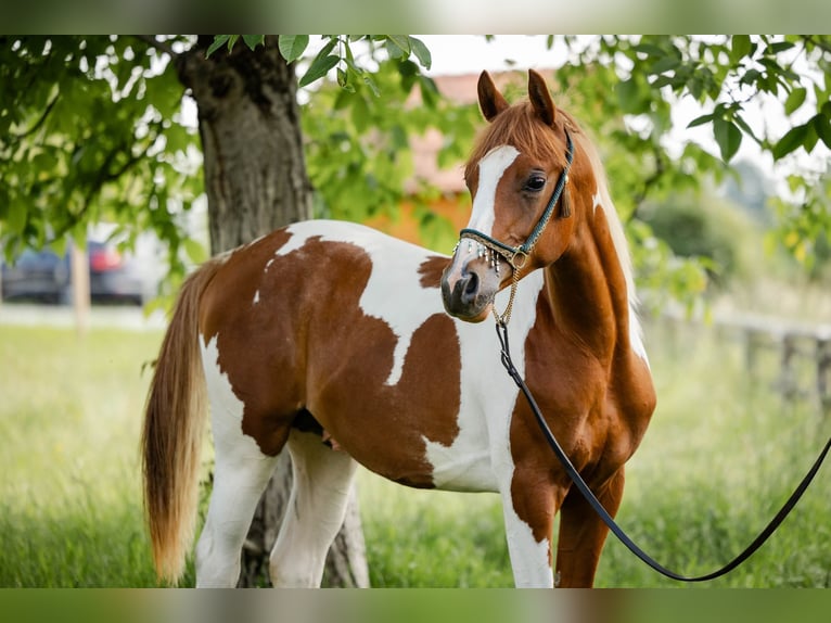 Arabian Partbred Stallion 1 year 15,1 hh Tobiano-all-colors in Ternitz