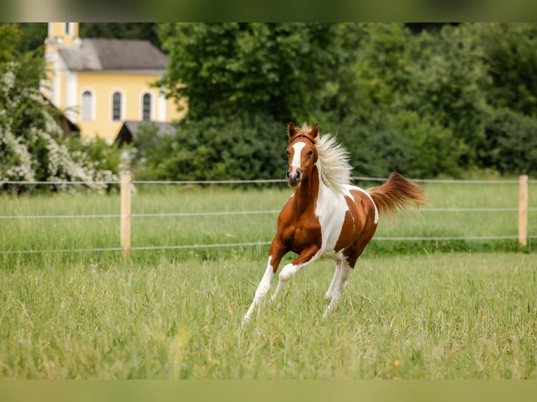 Arabian Partbred Stallion 1 year 15,1 hh Tobiano-all-colors in Ternitz