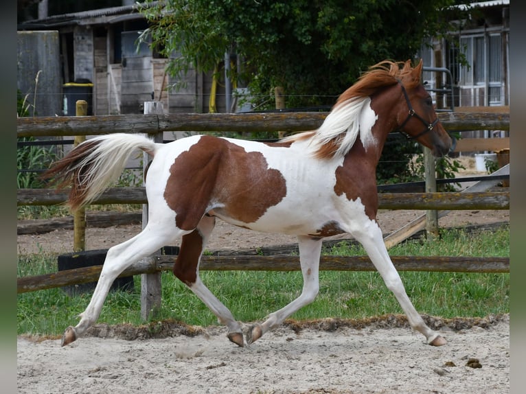 Arabian Partbred Stallion 1 year 15.1 hh Tobiano-all-colors in Gödenroth