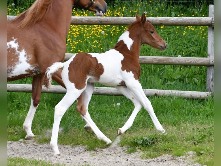 Arabian Partbred Stallion 1 year 15.1 hh Tobiano-all-colors in Gödenroth