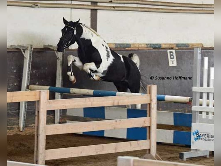 Arabian Partbred Stallion 1 year 15.1 hh Tobiano-all-colors in Gödenroth