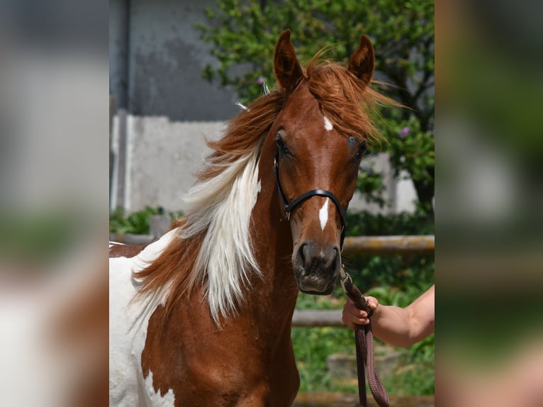 Arabian Partbred Stallion 1 year 15.1 hh Tobiano-all-colors in Gödenroth