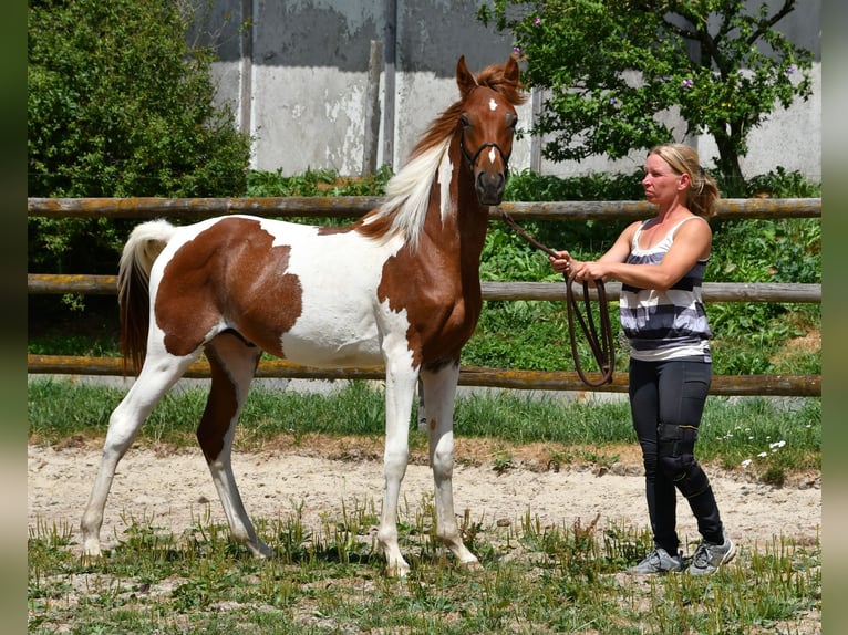 Arabian Partbred Stallion 1 year 15.1 hh Tobiano-all-colors in Gödenroth