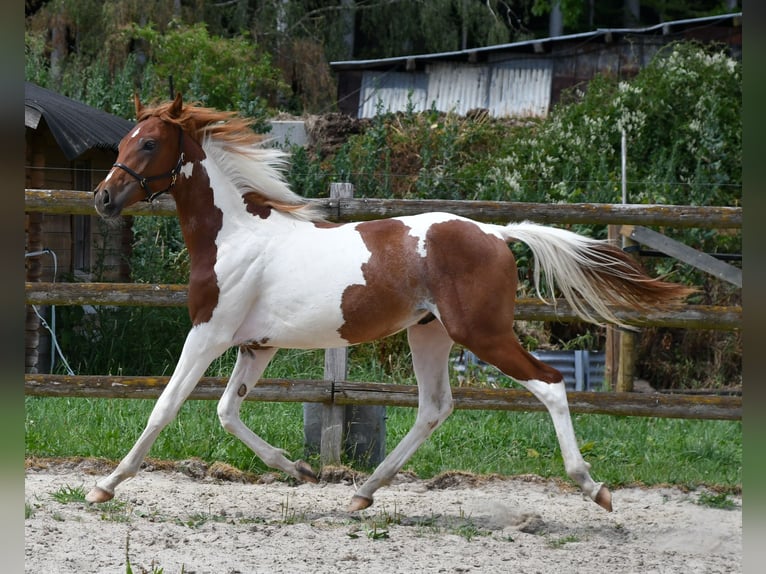 Arabian Partbred Stallion 1 year 15.1 hh Tobiano-all-colors in Gödenroth