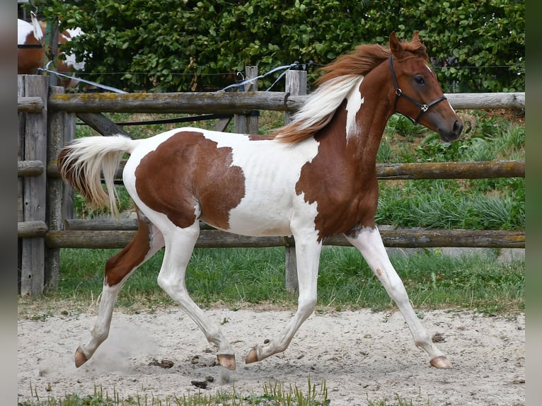 Arabian Partbred Stallion 1 year 15.1 hh Tobiano-all-colors in Gödenroth