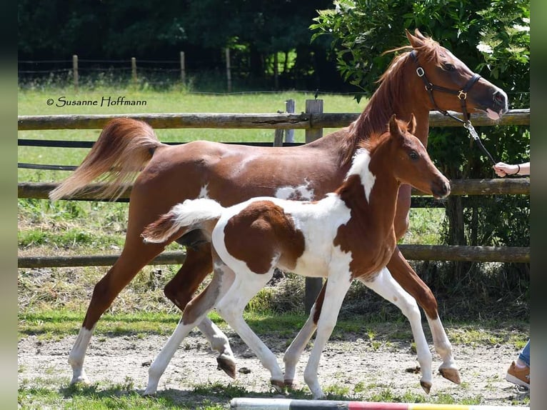 Arabian Partbred Stallion 1 year 15.1 hh Tobiano-all-colors in Gödenroth