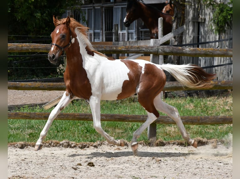 Arabian Partbred Stallion 1 year 15.1 hh Tobiano-all-colors in Gödenroth