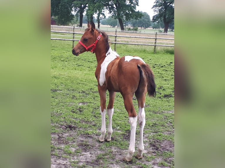 Arabian Partbred Stallion 1 year 15 hh Tobiano-all-colors in Sulingen