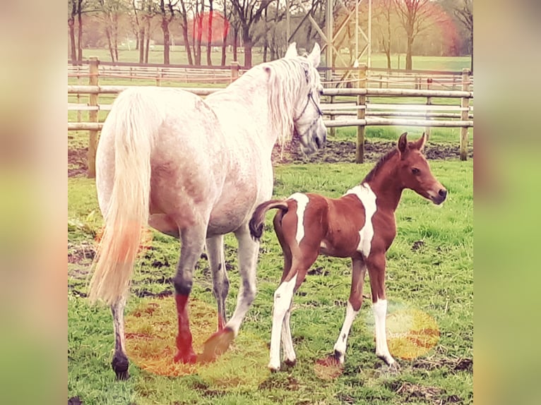 Arabian Partbred Stallion 1 year 15 hh Tobiano-all-colors in Sulingen