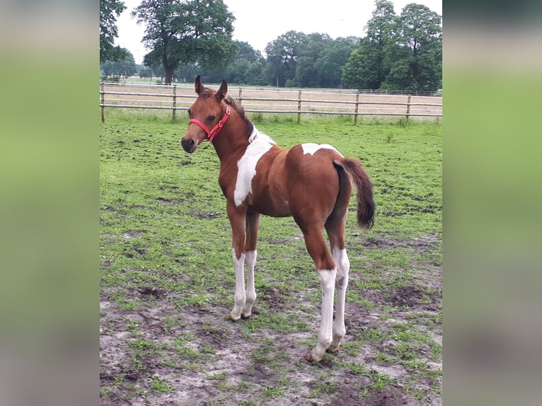 Arabian Partbred Stallion 1 year 15 hh Tobiano-all-colors in Sulingen