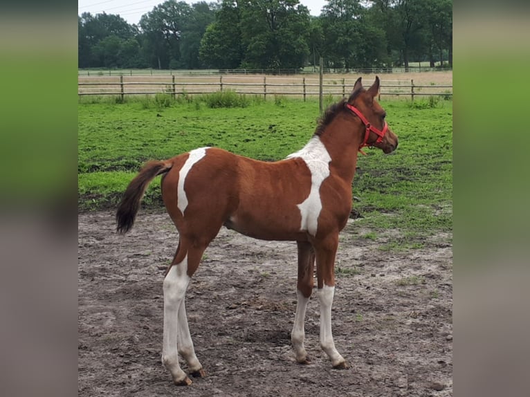 Arabian Partbred Stallion 1 year 15 hh Tobiano-all-colors in Sulingen