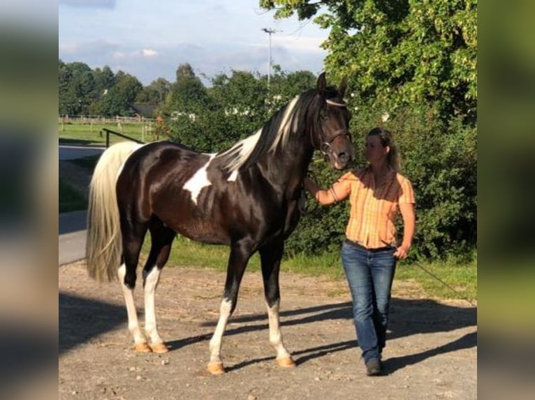 Arabian Partbred Stallion 1 year 15 hh Tobiano-all-colors in Sulingen