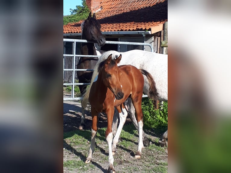 Arabian Partbred Stallion 1 year 15 hh Tobiano-all-colors in Sulingen