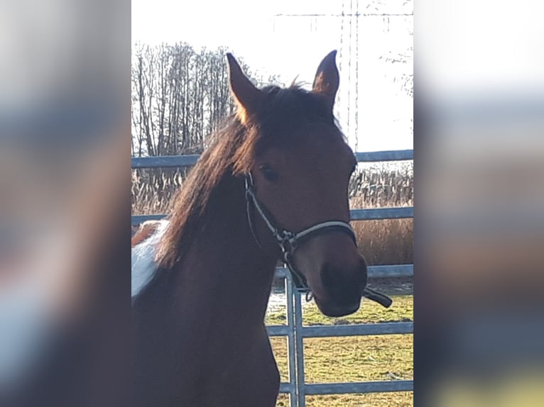 Arabian Partbred Stallion 1 year 15 hh Tobiano-all-colors in Sulingen