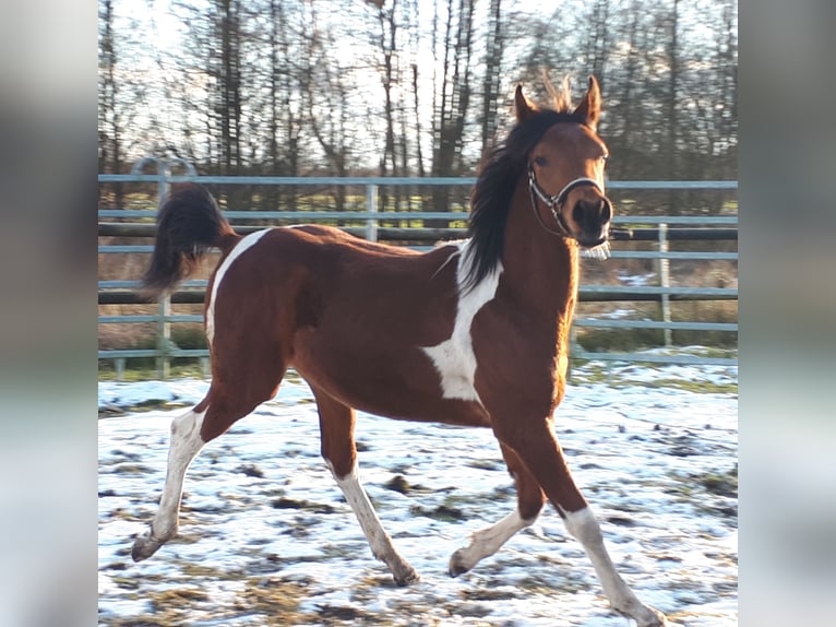 Arabian Partbred Stallion 1 year 15 hh Tobiano-all-colors in Sulingen