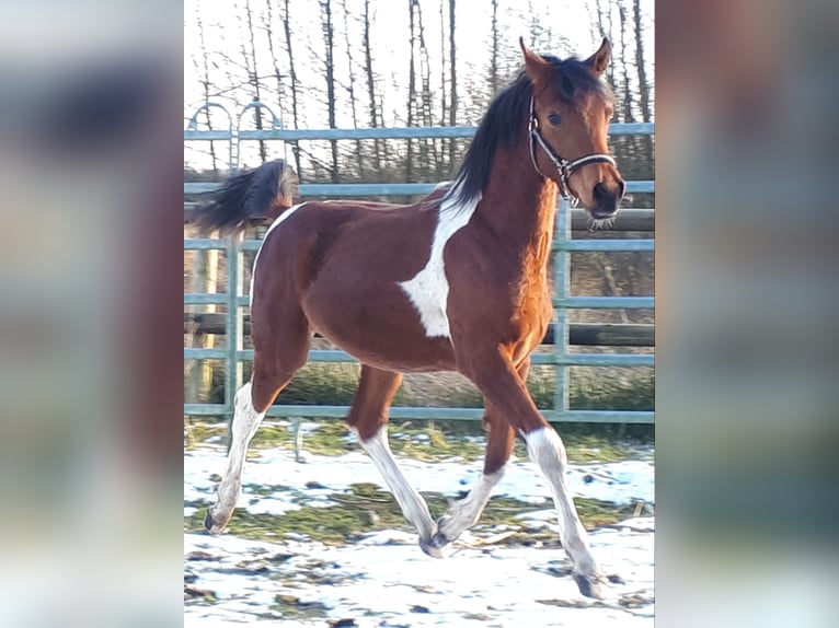 Arabian Partbred Stallion 1 year 15 hh Tobiano-all-colors in Sulingen