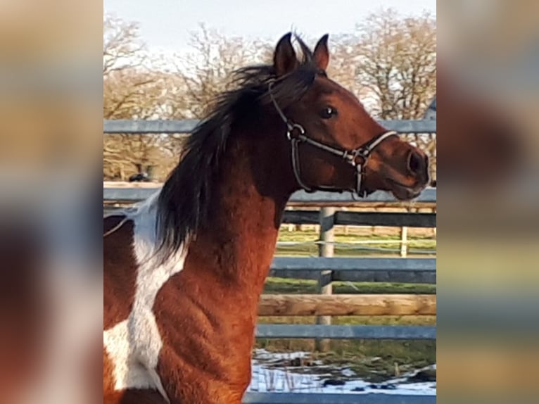 Arabian Partbred Stallion 1 year 15 hh Tobiano-all-colors in Sulingen