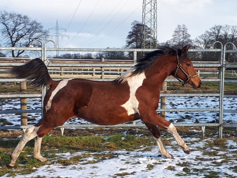 Arabian Partbred Stallion 1 year 15 hh Tobiano-all-colors in Sulingen