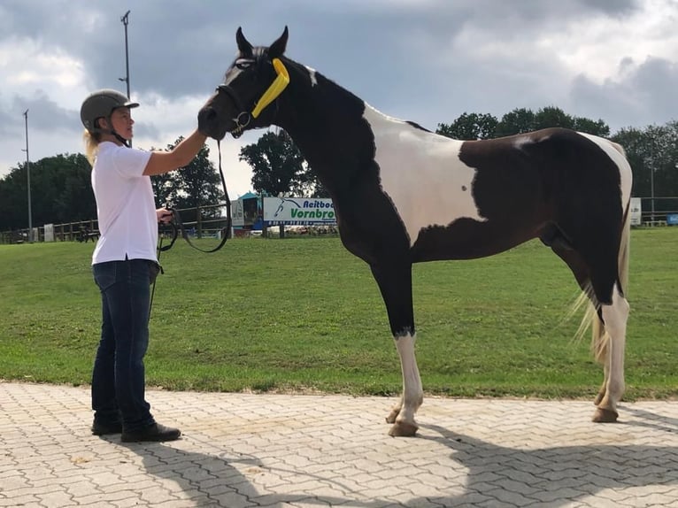 Arabian Partbred Stallion 1 year 15 hh Tobiano-all-colors in Sulingen