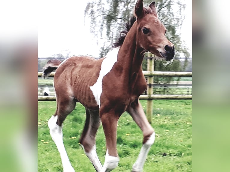 Arabian Partbred Stallion 1 year 15 hh Tobiano-all-colors in Sulingen