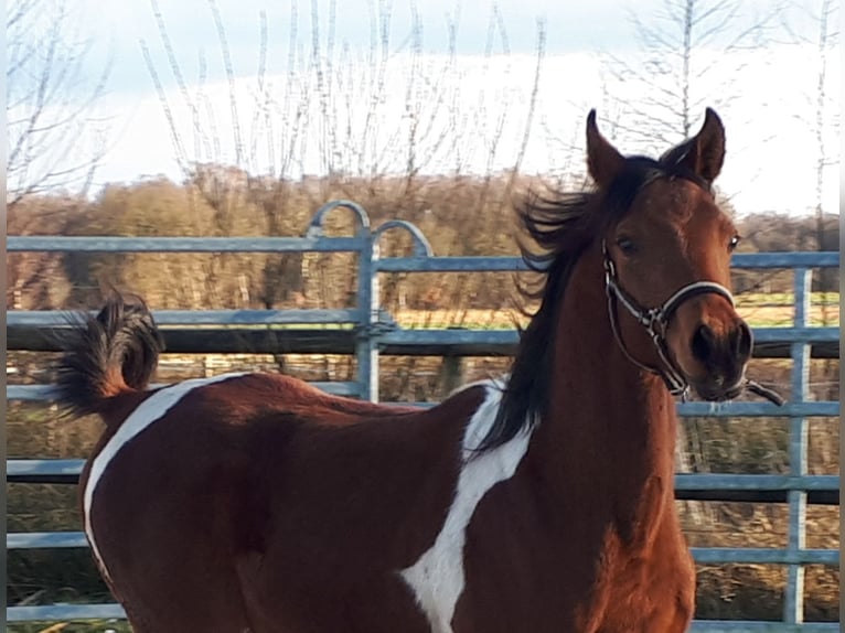 Arabian Partbred Stallion 1 year 15 hh Tobiano-all-colors in Sulingen