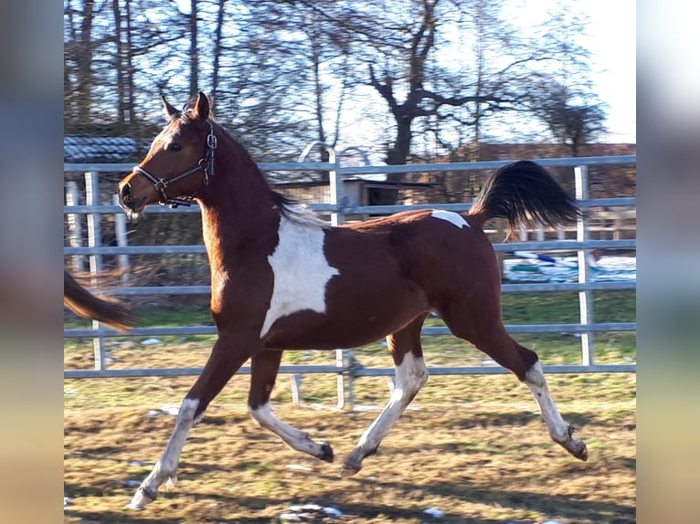 Arabian Partbred Stallion 1 year 15 hh Tobiano-all-colors in Sulingen