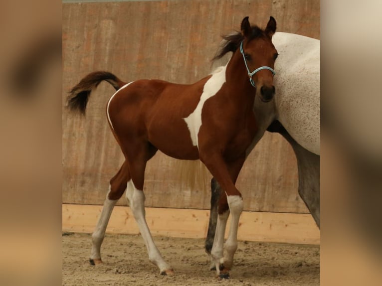 Arabian Partbred Stallion 1 year 15 hh Tobiano-all-colors in Sulingen