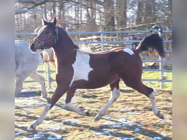 Arabian Partbred Stallion 1 year 15 hh Tobiano-all-colors in Sulingen