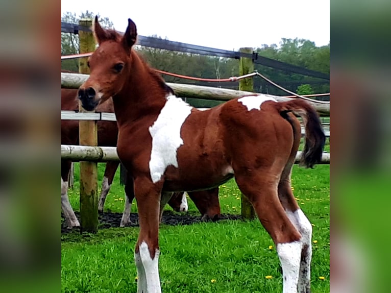 Arabian Partbred Stallion 1 year 15 hh Tobiano-all-colors in Sulingen