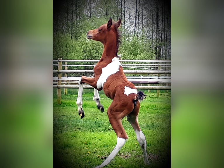 Arabian Partbred Stallion 1 year 15 hh Tobiano-all-colors in Sulingen