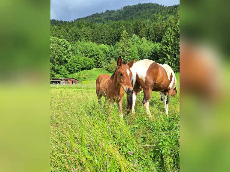 Arabian Partbred Stallion 1 year 15 hh Tobiano-all-colors in Kleblach-Lind