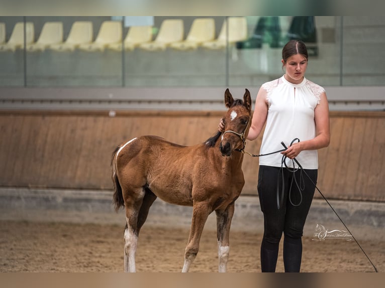 Arabian Partbred Stallion 1 year 15 hh Tobiano-all-colors in Kleblach-Lind