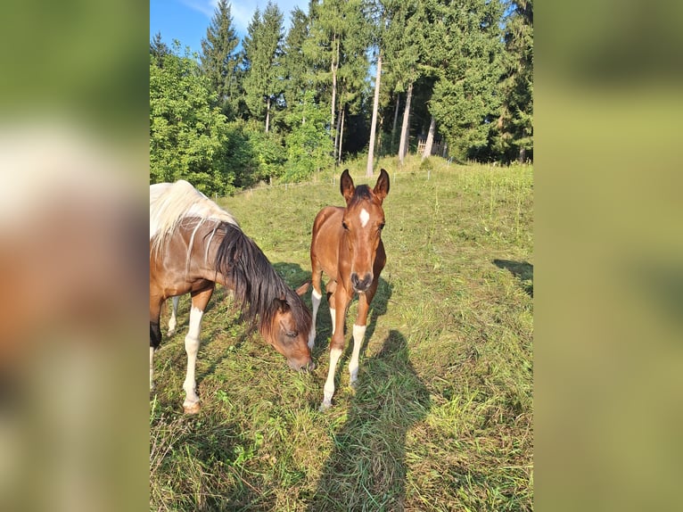 Arabian Partbred Stallion 1 year 15 hh Tobiano-all-colors in Kleblach-Lind