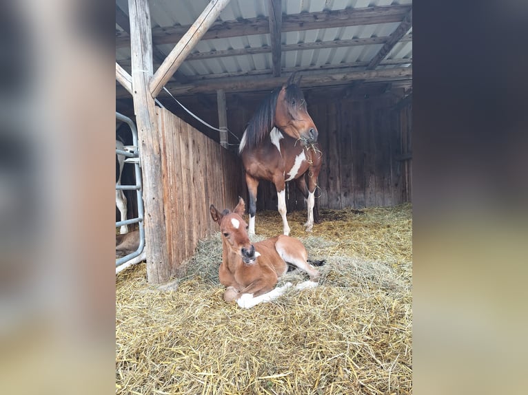 Arabian Partbred Stallion 1 year 15 hh Tobiano-all-colors in Kleblach-Lind