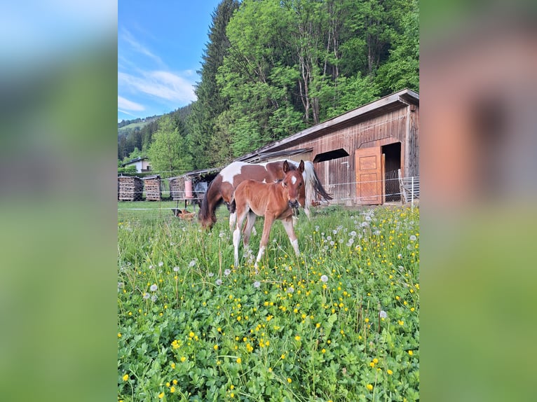 Arabian Partbred Stallion 1 year 15 hh Tobiano-all-colors in Kleblach-Lind