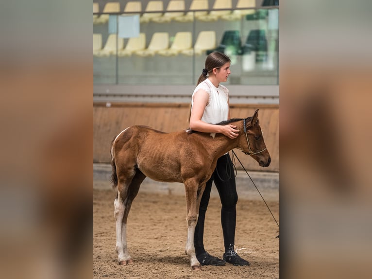 Arabian Partbred Stallion 1 year 15 hh Tobiano-all-colors in Kleblach-Lind