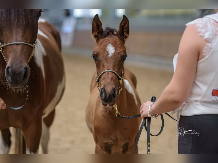 Arabian Partbred Stallion 1 year 15 hh Tobiano-all-colors in Kleblach-Lind