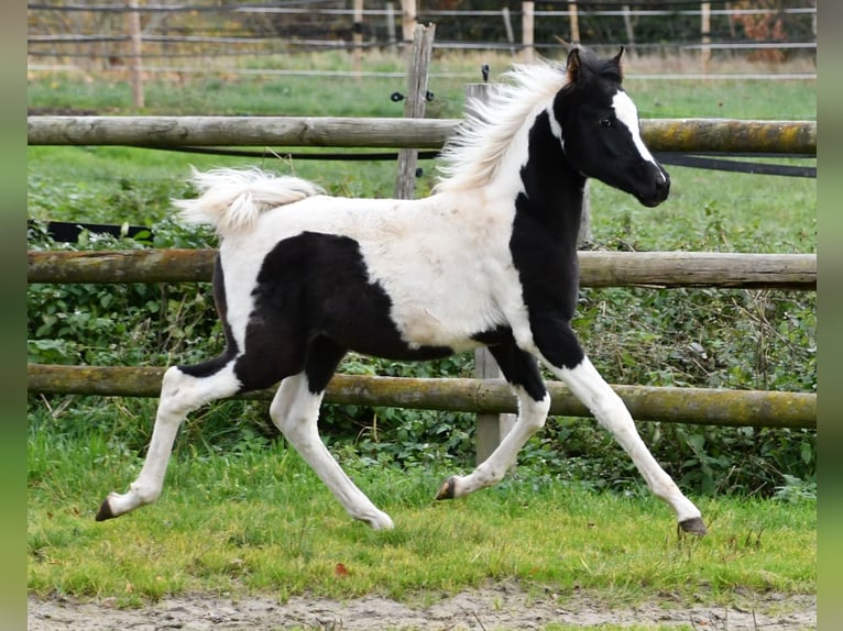 Arabian Partbred Stallion 1 year 15 hh Tovero-all-colors in Mörsdorf