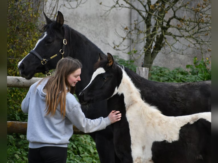 Arabian Partbred Stallion 1 year 15 hh Tovero-all-colors in Mörsdorf