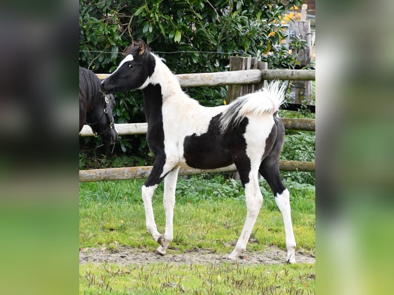 Arabian Partbred Stallion 1 year 15 hh Tovero-all-colors in Mörsdorf