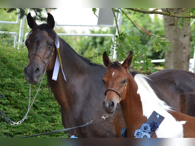 Arabian Partbred Stallion 1 year 15,1 hh Brown in Steinheim