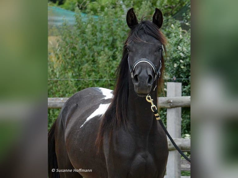 Arabian Partbred Stallion 1 year 15,1 hh Champagne in Mörsdorf