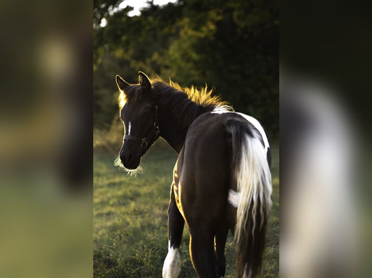Arabian Partbred Stallion 1 year 15,1 hh Tobiano-all-colors in Banská Bystrica