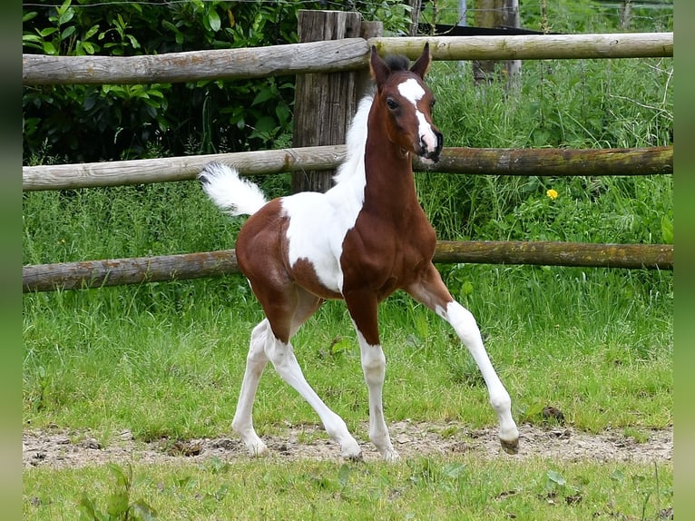 Arabian Partbred Stallion 1 year 15,1 hh Tobiano-all-colors in Mörsdorf