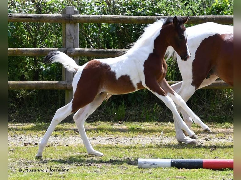 Arabian Partbred Stallion 1 year 15,1 hh Tobiano-all-colors in Mörsdorf