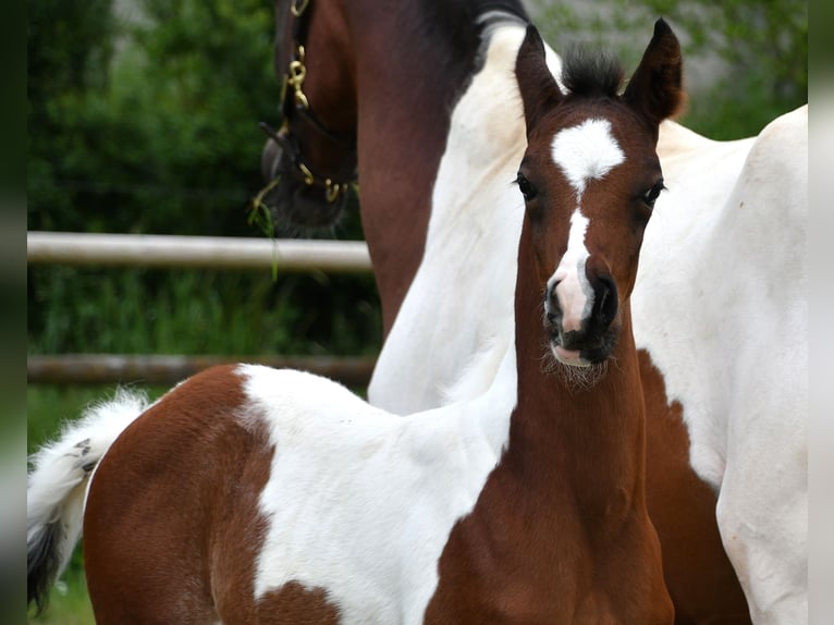 Arabian Partbred Stallion 1 year 15,1 hh Tobiano-all-colors in Mörsdorf