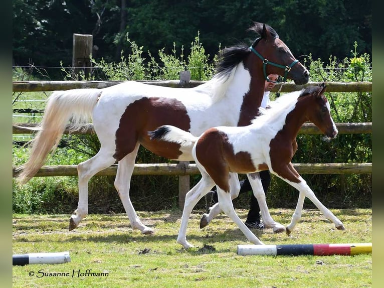 Arabian Partbred Stallion 1 year 15,1 hh Tobiano-all-colors in Mörsdorf