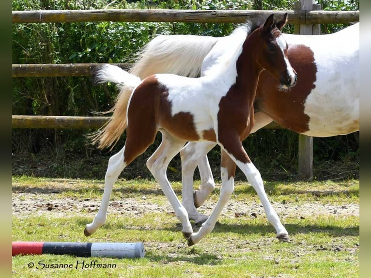 Arabian Partbred Stallion 1 year 15,1 hh Tobiano-all-colors in Mörsdorf