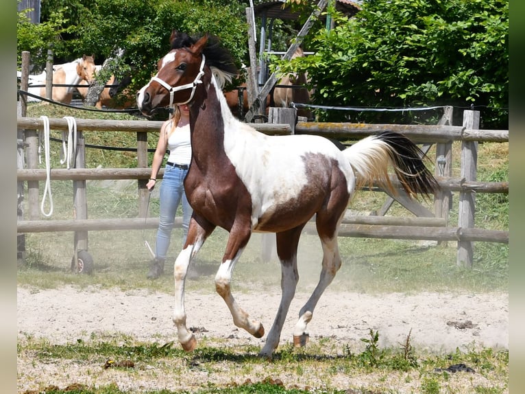 Arabian Partbred Stallion 1 year 15,1 hh Tobiano-all-colors in M&#xF6;rsdorf